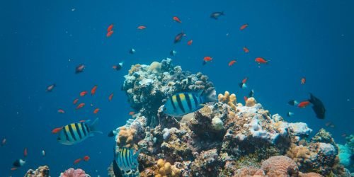 snorkeling2-scaled.jpg